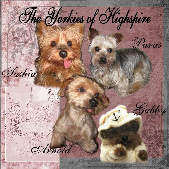 The Yorkies of Highspire